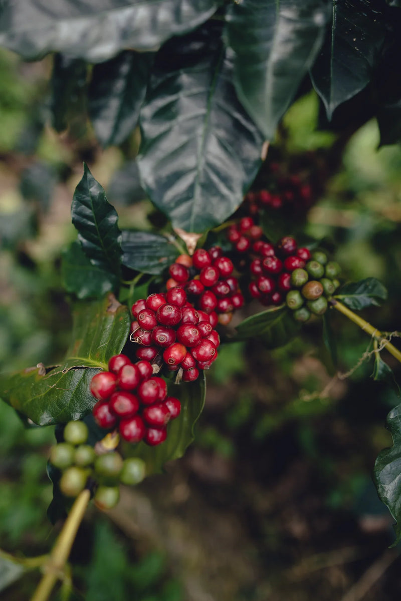 Single Origin